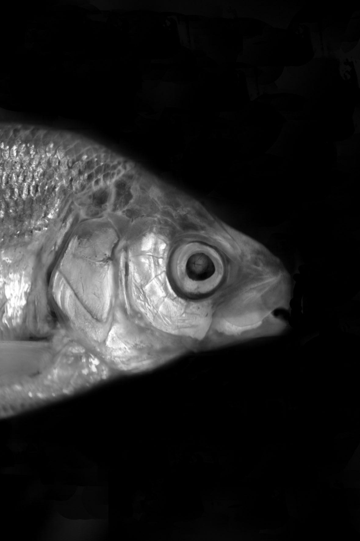 Die Gravenche gehörte zu den am stärksten gefangenen Speisefischen des Genfersees. Die Überfischung sorgte dafür, dass sie bereits in den 1920er Jahren extrem selten war und seit dem Jahr 1950 nicht mehr nachgewiesen wurde.