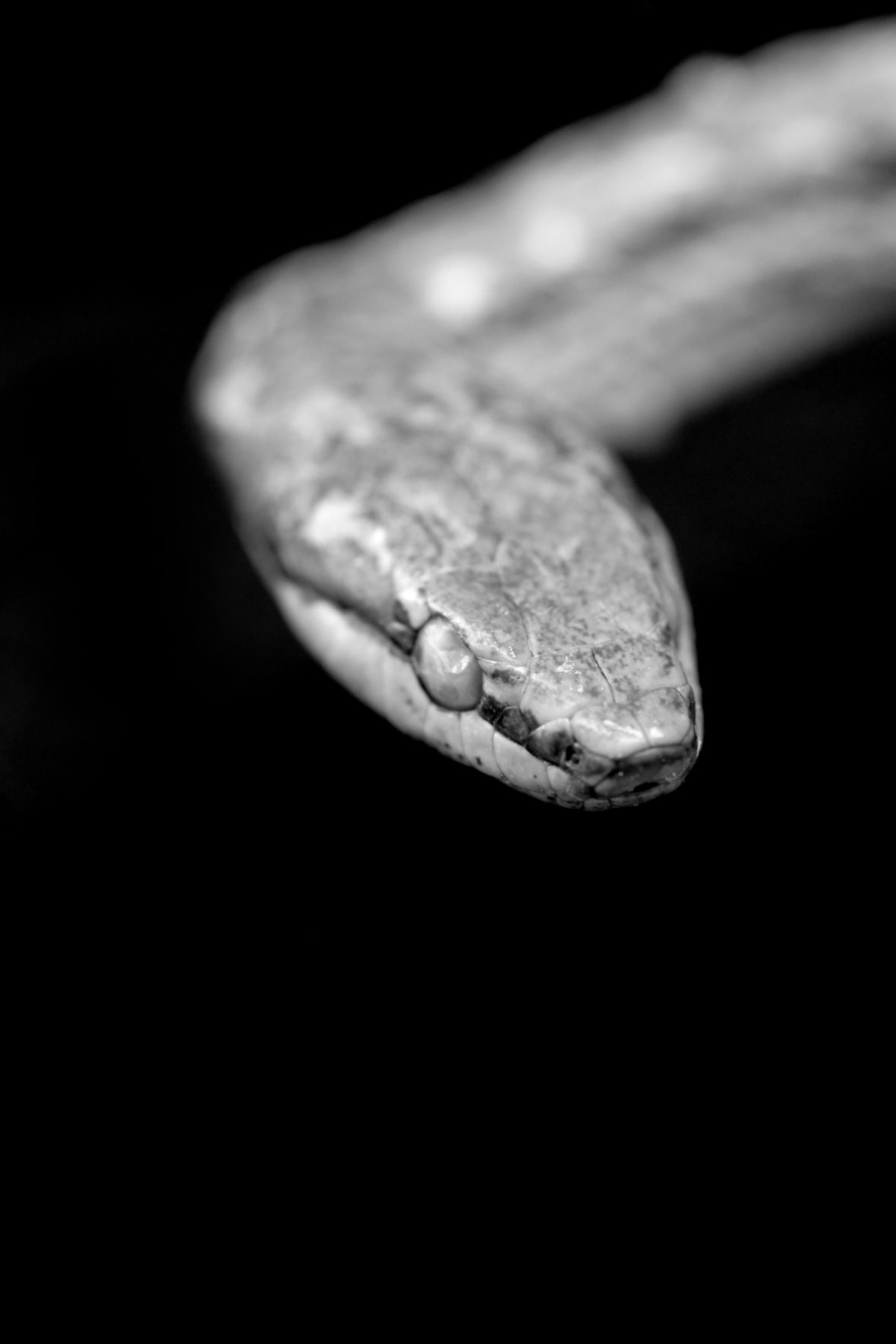 The St. Croix Racer is a snake species of the family Colubridae, which occurred on the Virgin Islands and probably extinct since 1898.