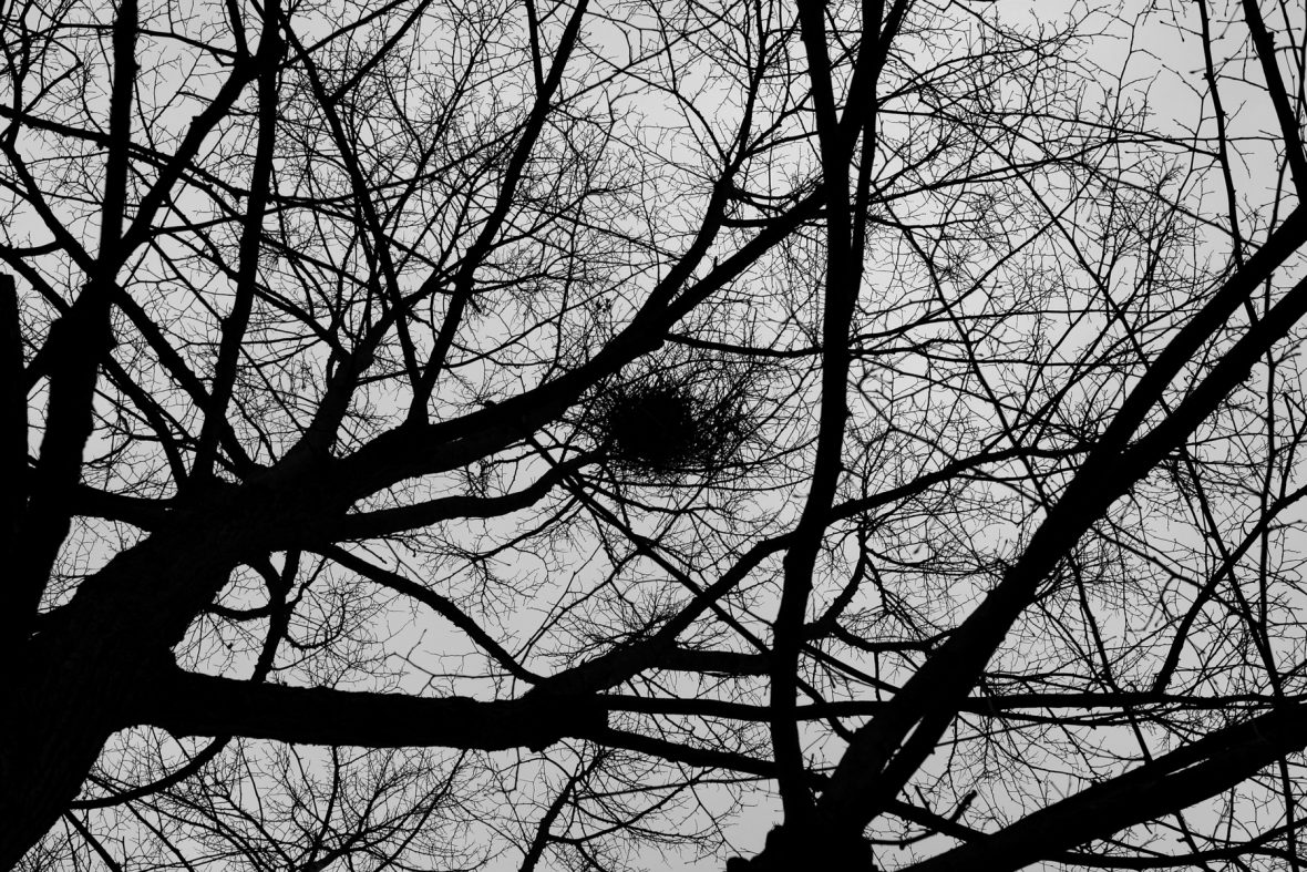 Nest, 2008/2020, Pigmentprint, 40x60cm